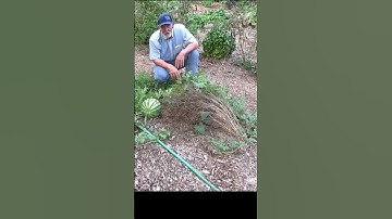 Know your 1st frost date and then plant #garden #gardening