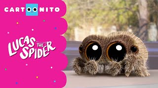 Too Hot To Handle Lucas The Spider Cartoonito Us