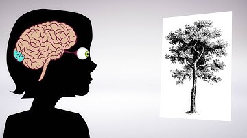 From retina to cortex: An unexpected division of labor
