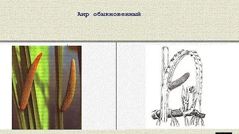 Аир обыкновенный