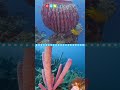 Understanding Sponge Biology and Ecology