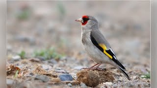 Щегол седоголовый (Carduelis caniceps)