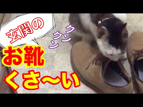 【猫動画】子猫がお部屋をパトロール-玄関で靴の匂いを嗅ぐ-家猫-生活92日目-野良猫が幸せになるまでの動画＃138-kitten-patrols-the-room-smell-the-shoes