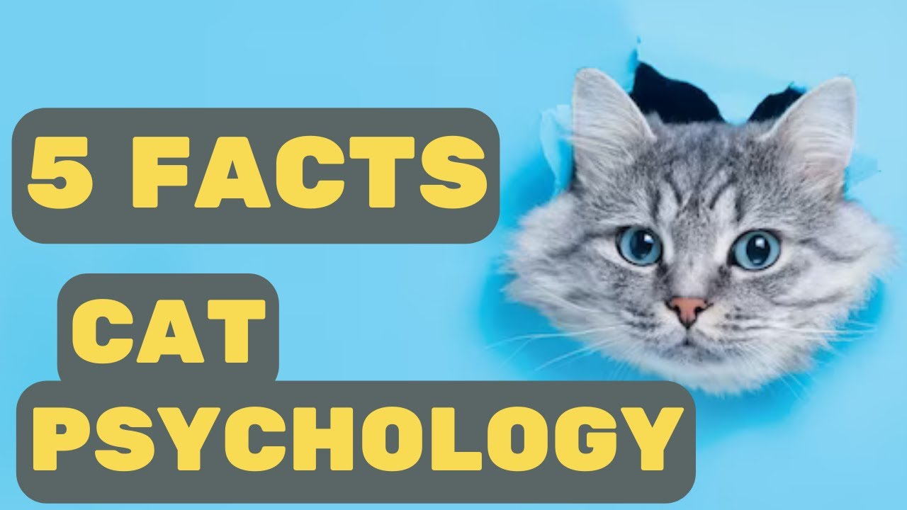 5 Wonderful Things About Cat Psychology