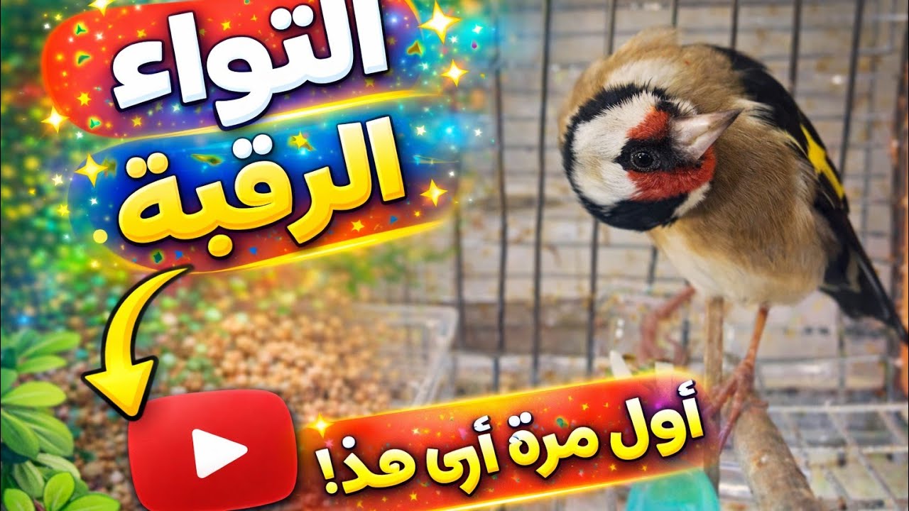 #التواء الرقبة عند الحسون ليس هناك اي علاج