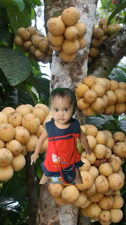 duku terbelah dua sangat indah #buahduku @buahduku