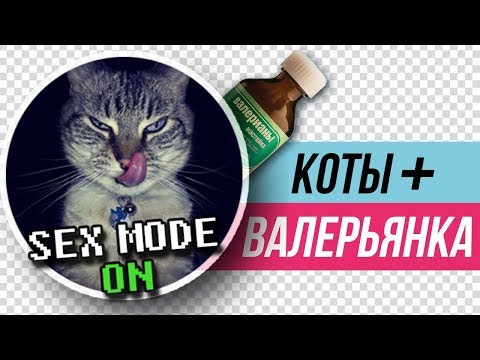 Почему коты любят валерьянку?