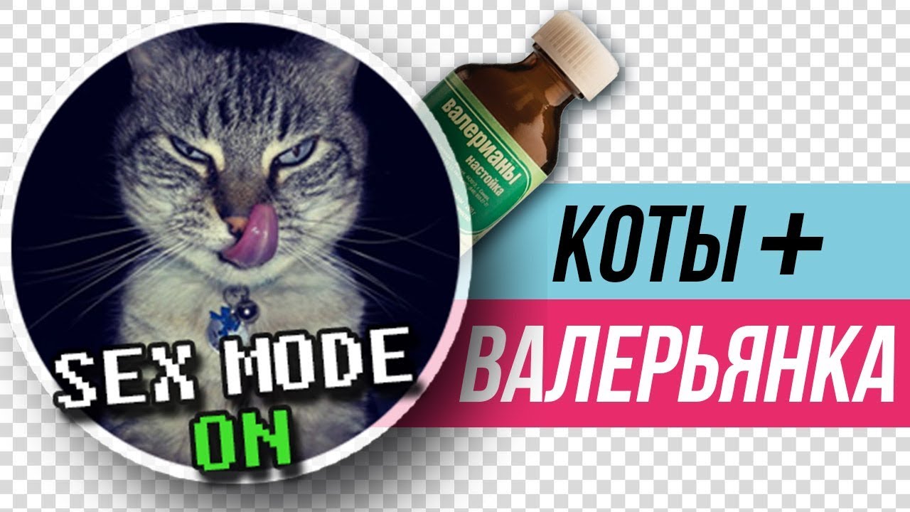 Почему коты любят валерьянку?