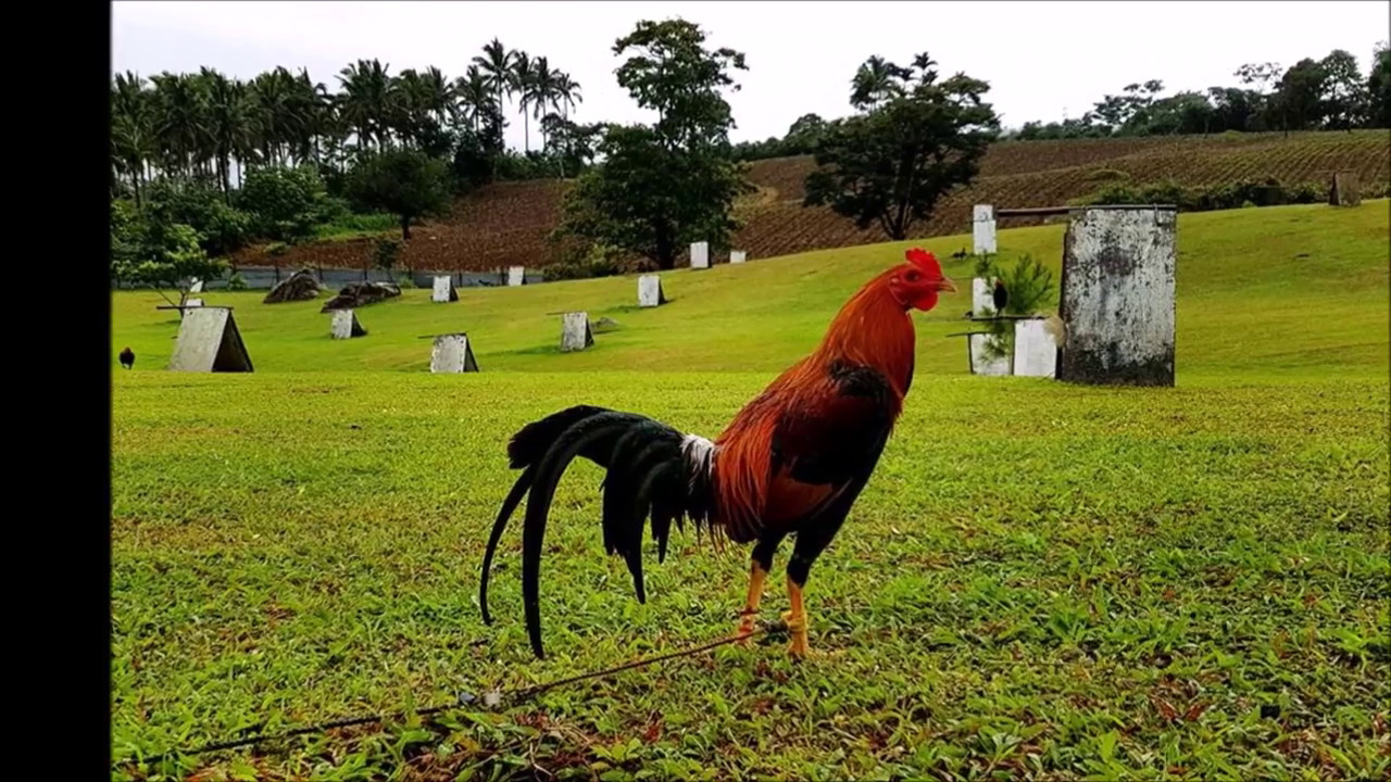 GAMEFOWL BREEDS by FILIPINO BREEDERS Part 4 YouTube