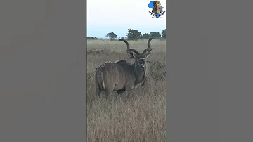 Kudu How Wide Are These Horns Wildlife Nature Animals Africa Explore Kudu Hunting Horns 