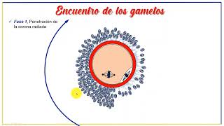 FECUNDACIÓN - Primera semana