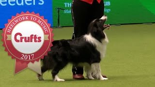 Heelwork To Music Competition Part 1/3 | Crufts 2017