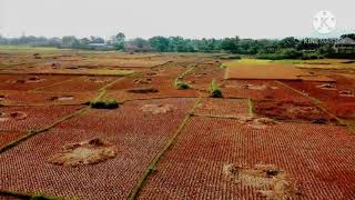 Pemandangan sawah padi yang tenang dan damai