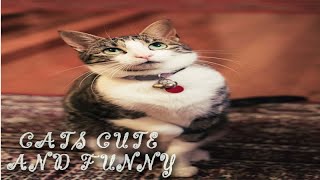 Cat Fun and Fails - Funny Cats Video /القطط المرح وفشل -القطط مضحك الفيديو