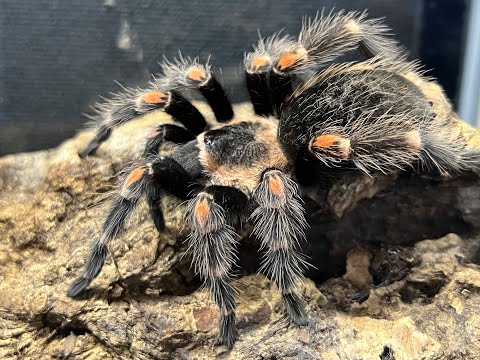 Wideo: Pająki jako zwierzęta domowe: przewodnik dla początkujących do utrzymywania pająków