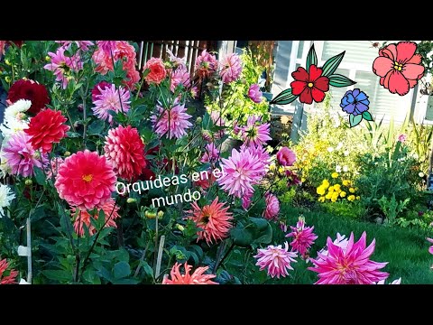 Video: Planta Dalias En Tu Jardín