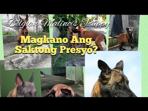 Video: Magkano ang halaga ng isang stoop?