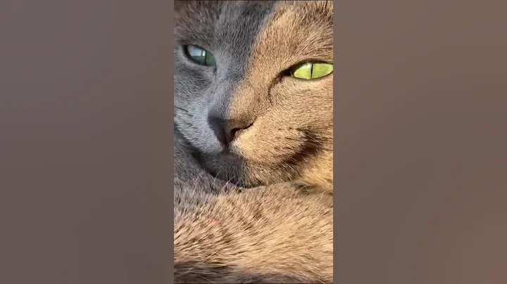 Video 6675931: gentle giant maine coon, cat breed kitten, cat kitten cutecat, living cat breeds