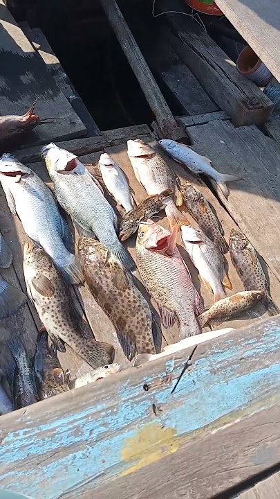 undlup #fishing #mamcingliar #videoshort