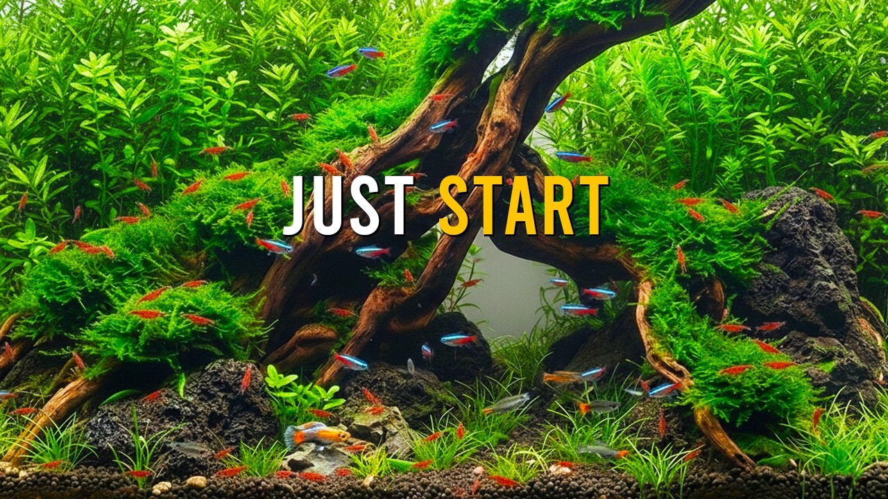 You Don’t Need CONFIDENCE To Start An Aquarium