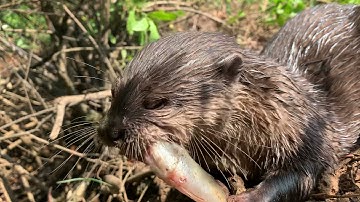 Cận cảnh chú rái cá Titi ăn con cá đục ngon lành trong rừng ngập mặn