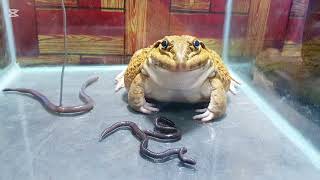 My frog cat worms 🐸🐸😱😱😱😱🎊🎉🎉