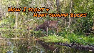 Scouting & Hunting Swamp Bucks