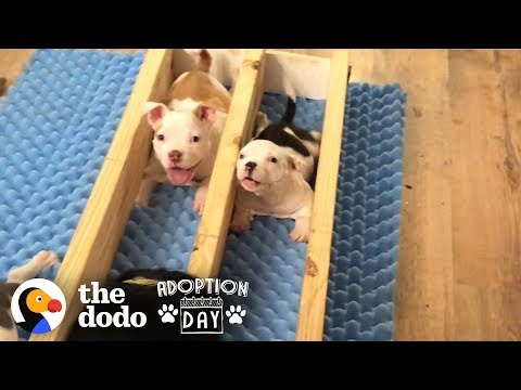 Video: Adoptuojamas savaitės šuo - Rylee