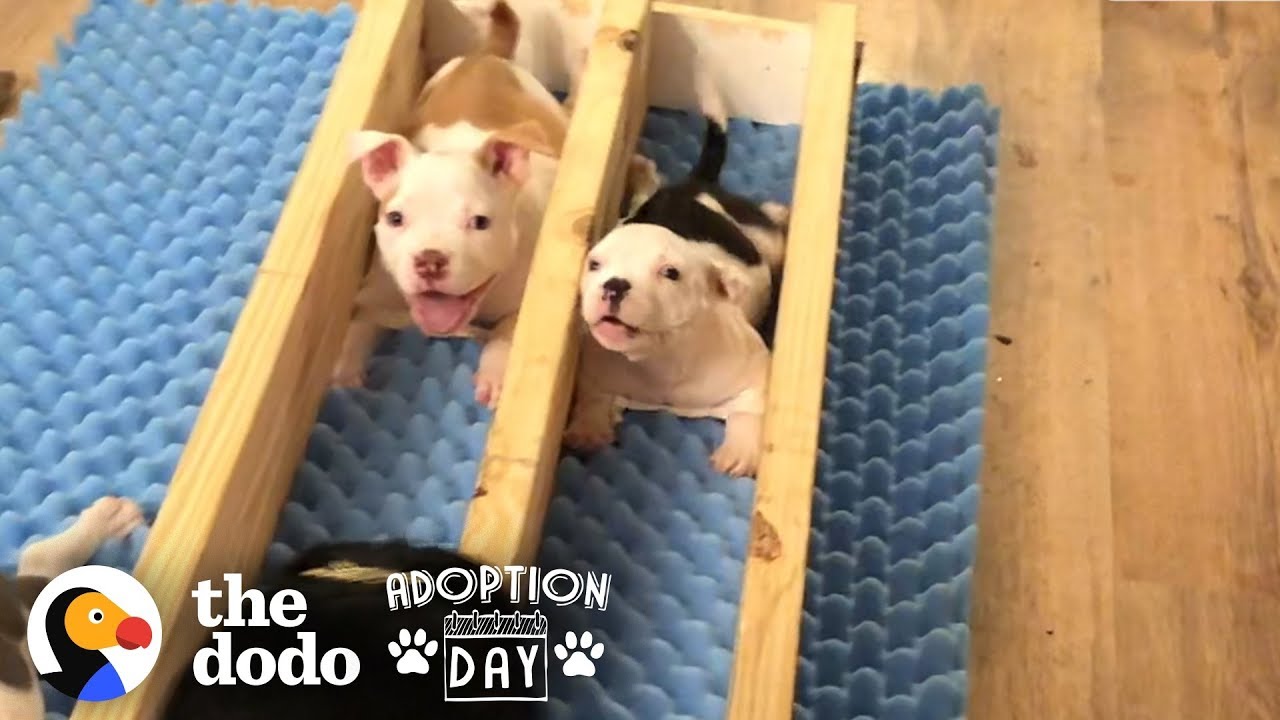 ⁣Watch This Little Roly-Poly Baby Pit Bull Grow Up And Get Adopted! | The Dodo Adoption Day