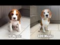 My Beagle Dog from 12 weeks to 8 Years old in under 3 minutes : LOUIE THE BEAGLE