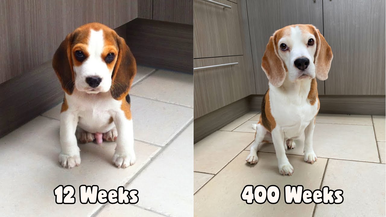 13 week old beagle