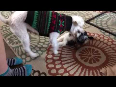 Plum Creek Cavachons week 8.5 Merry Christmas