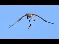 Seltene Aufnahmen von Bartgeiern in freier Wildbahn! | Wild Bearded Vulture drops skeleton!