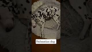Our sleeping beauty at home in Reutlingen #dalmatians #reutlingen #doglife #dogs #dalmatiannation