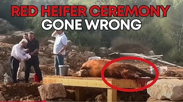 RED HEIFER CEREMONY GONE WRONG IN I$RAEL