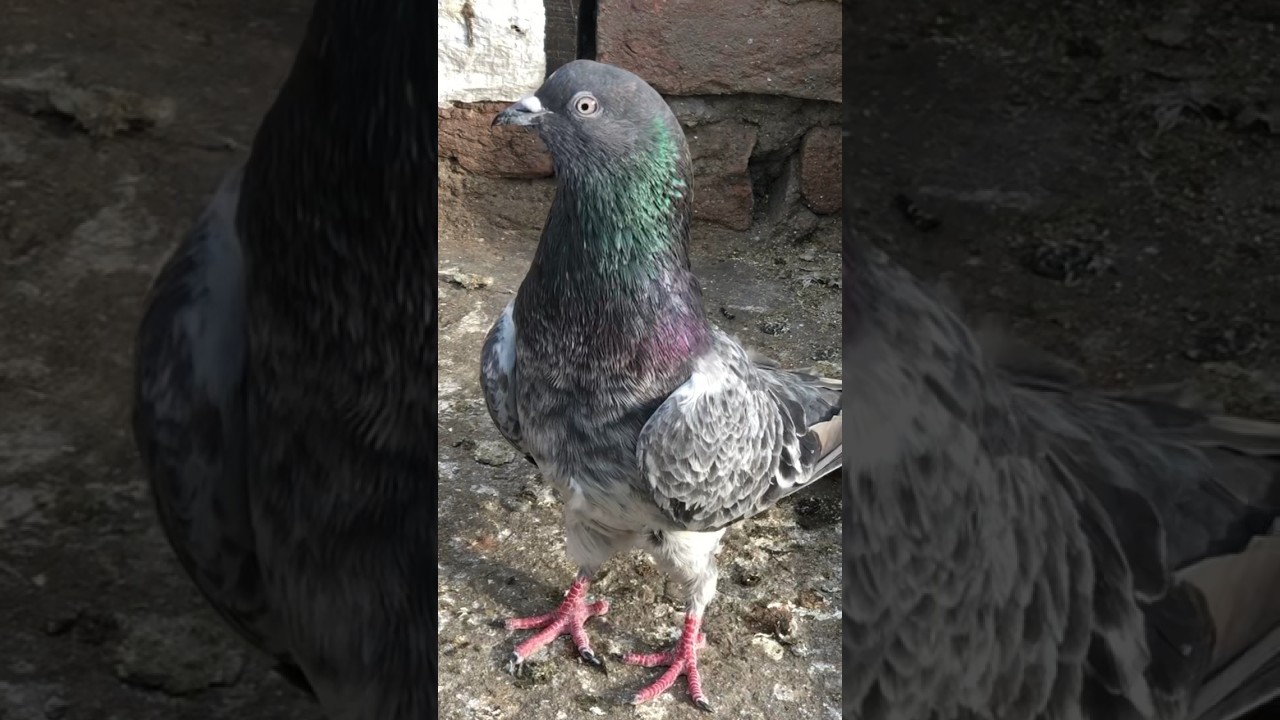 Desi highflyer sanp wali nasal 🐍😍💯