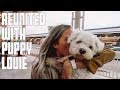 REUNITED WITH DOG | REUNITED WITH PUPPY LOUIE | TRAVELING HOME FROM EUROPE