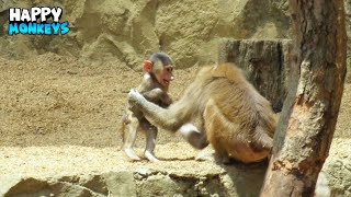 Heartwarming Moment Of Monkey Brothers Playing