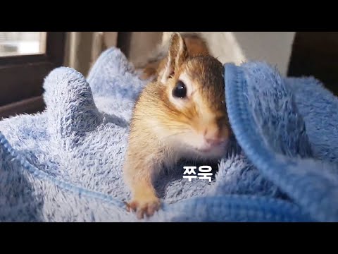 수건 위에서 혼자 노는 다람쥐