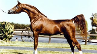 الحصان العربي الأصيل | الأسطورة بادرونز سايكي أبو الأبطال | من أجمل الخيول العربية | Padrons Psyche