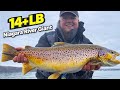 Niagara River Trout Fishing GIANT! 14 LB 10 OZ Brown Trout!