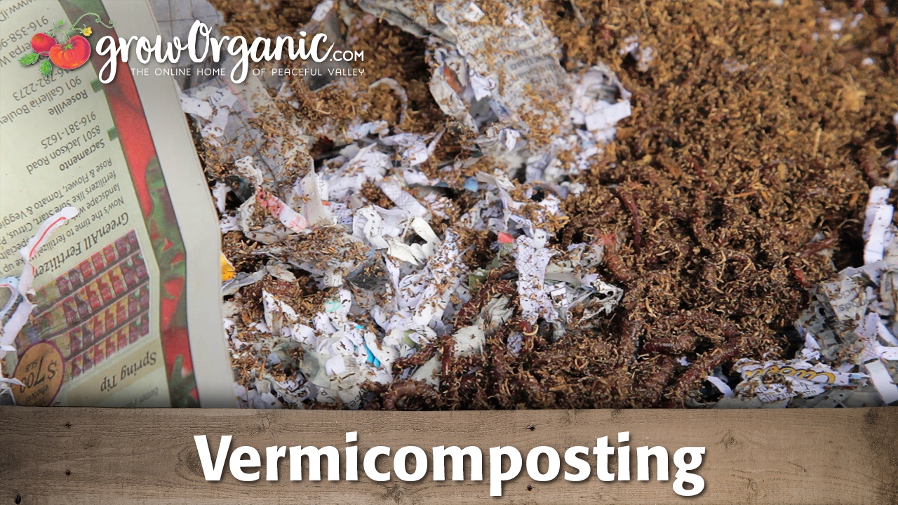 What Is Vermicomposting And How To Use It In Your Garden Youtube