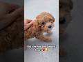 Small but big heart #puppy #dog #funnyvideo #shorts #horror #roblox #minecraft #kpop #funny #fyp