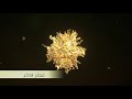 برسيل الأفضل على الإطلاق عصر جديد من النظافة