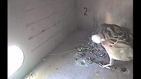 Huismus mannetje maakt eerste eitje Gierzwaluwen nestkast 2 kapot