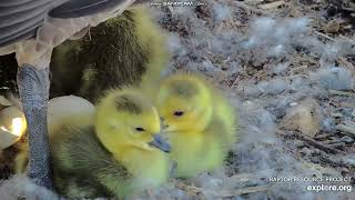 Canada Goose, Decorah, Iowa, USA, explore.org.🥰 2024\/04\/14