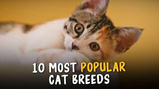 Top 10 Popular Cat Breeds