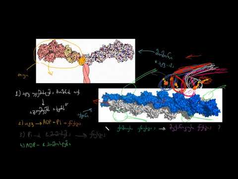 როგორ არეგულირებს ტროპომიოზინი და ტროპონინი კუნთის შეკუმშვას