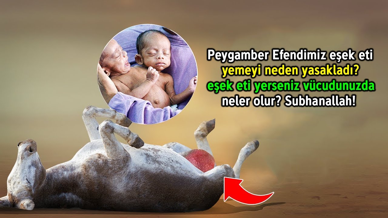 Peygamber Efendimiz Eşek Eti Yemeyi Neden Yasakladı? Eşek Eti Yerseniz