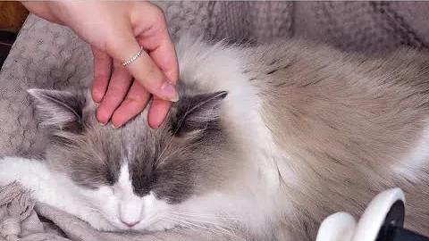 Watch the video about ASMR with my cats | massaging, purring, cuddling | edafoxx